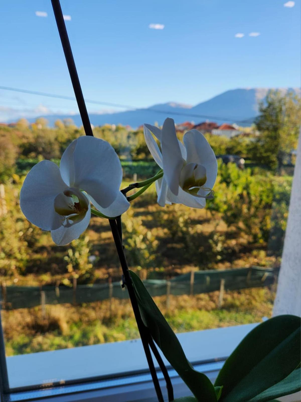 Kompleksi Cfn Albania Bucimas Esterno foto